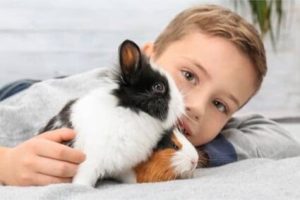 토끼나 기니피그가 더 나은 애완동물입니까?