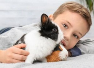 토끼나 기니피그가 더 나은 애완동물입니까?