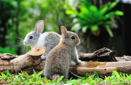 I conigli diventano gelosi?