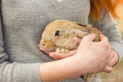 Blir kaniner avundsjuka?