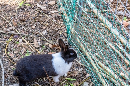 Les lapins peuvent-ils grimper aux arbres, aux clôtures, aux murs et aux escaliers ?