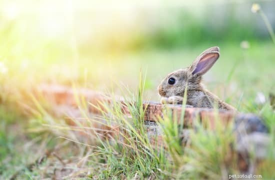 I conigli possono arrampicarsi su alberi, recinzioni, muri e scale?