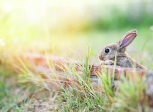 Os coelhos podem escalar árvores, cercas, paredes e escadas?