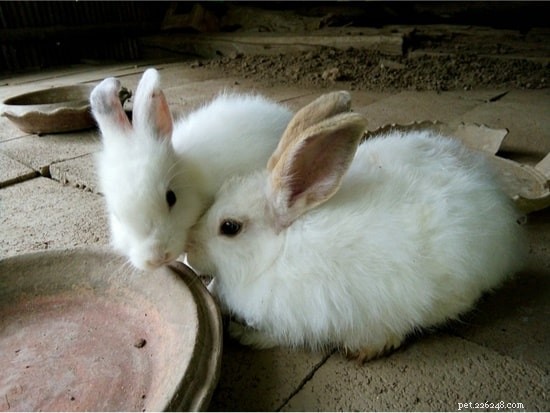 Waarom raken konijnen neuzen aan?