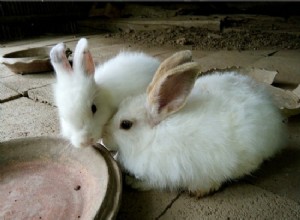 Pourquoi les lapins se touchent-ils le nez ?
