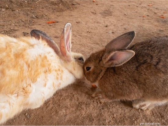 Waarom raken konijnen neuzen aan?
