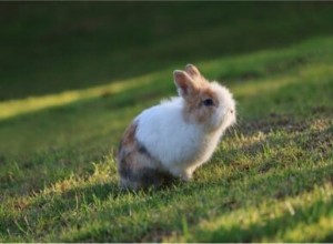 小さいままのウサギはいますか？ （15ドワーフの品種） 