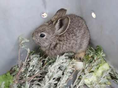 Existem coelhos que permanecem pequenos? (15 Raças Anãs)