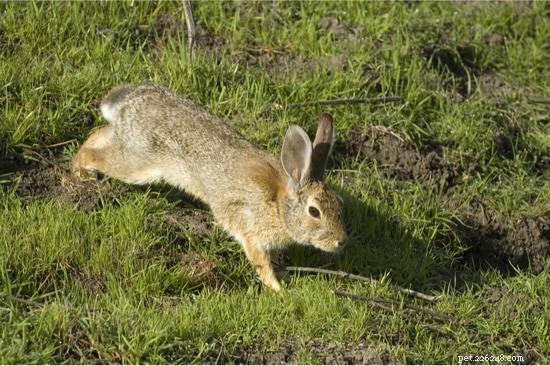 Kan kaniner gå eller bara hoppa?