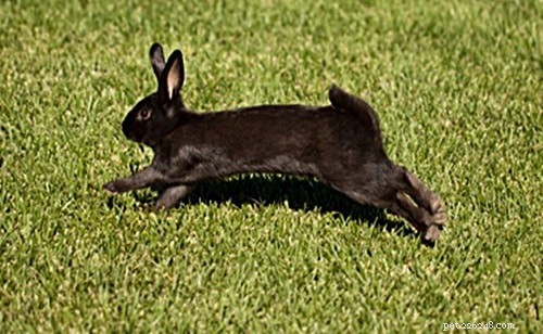I conigli possono camminare o semplicemente saltare?