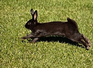 Les lapins peuvent-ils marcher ou simplement sauter ?