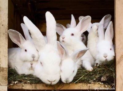 Hoe communiceren konijnen met elkaar?