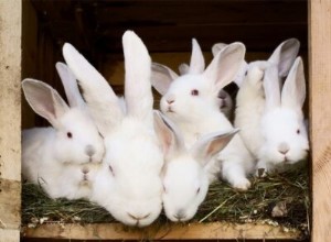 토끼는 어떻게 의사소통합니까?
