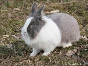 Hoe intelligent zijn gedomesticeerde konijnen?