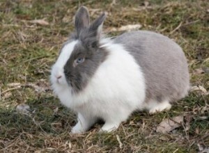 Насколько умны домашние кролики?