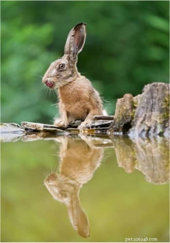 Ai conigli da compagnia piace nuotare?