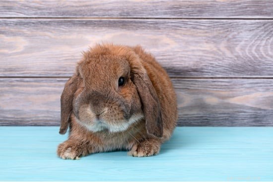 Os coelhos têm glândulas sudoríparas?