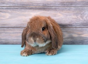 Os coelhos têm glândulas sudoríparas?