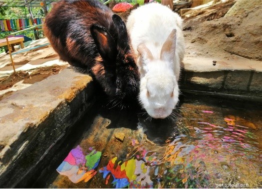 Ai conigli da compagnia piace nuotare?