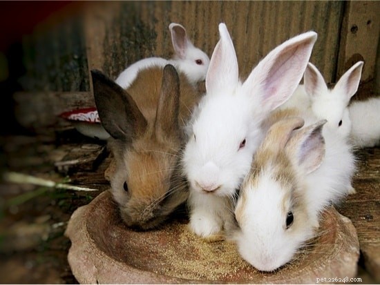 Os coelhos se lembram (irmãos, proprietários, lugares e nomes)?