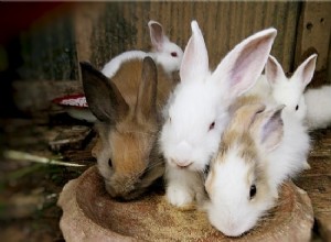 ウサギは覚えていますか（兄弟、所有者、場所、名前）？ 