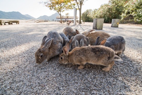 Могут ли дикие и домашние кролики жить вместе?