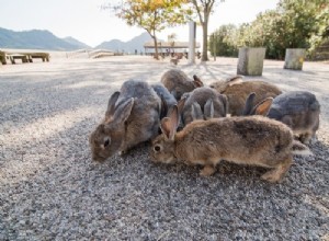 Kan vilda och tama kaniner leva tillsammans?