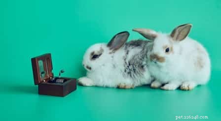 Lusten konijnen graag naar muziek?