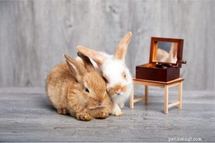 Os coelhos gostam de ouvir música?