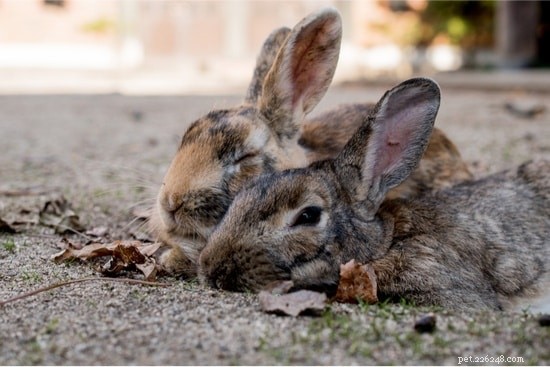 Kunnen wilde en gedomesticeerde konijnen samenleven?
