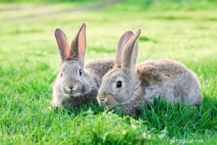 토끼가 야생인지 가축인지 구별하는 방법
