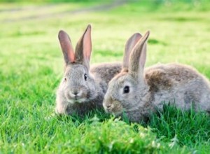 Hur man vet om en kanin är vild eller tam