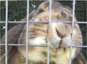 Os coelhos podem mastigar plástico, arame de metal, madeira e vinil?