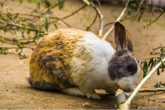 Kunnen konijnen door plastic, metaaldraad, hout en vinyl kauwen?