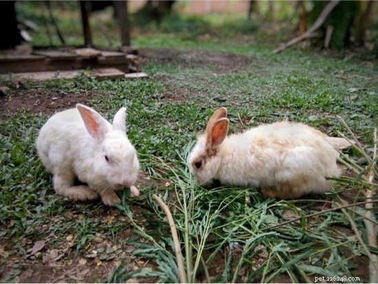 Por que os coelhos puxam o pelo?