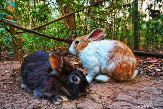 Waarom trekken konijnen hun vacht uit?