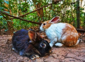 토끼가 털을 뽑는 이유는 무엇입니까?
