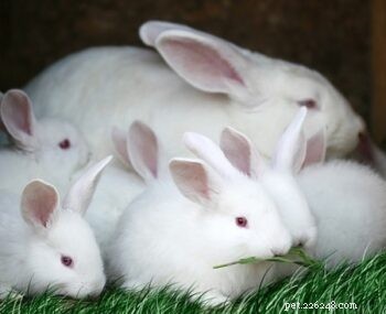 Jak zabránit králíkovi, aby jedl její děti 
