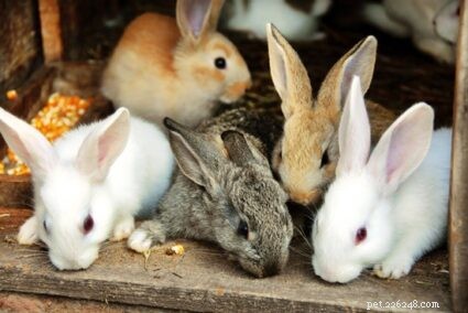 Hur man hindrar en kanin från att äta sina bebisar