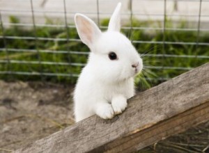 Содержание одного кролика (Можно ли иметь одного кролика?)