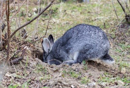 なぜウサギは穴を掘るのですか？ 