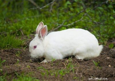 Waarom graven konijnen gaten?