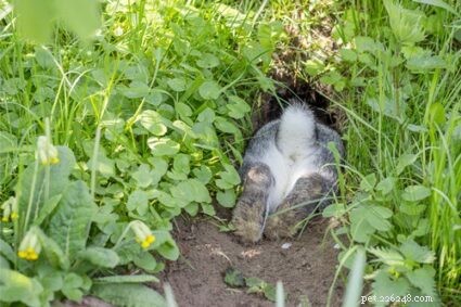 Perché i conigli scavano buche?