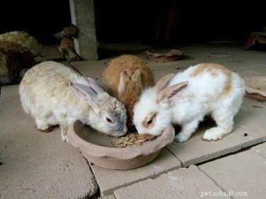 Zijn konijnen en knaagdieren gerelateerd?