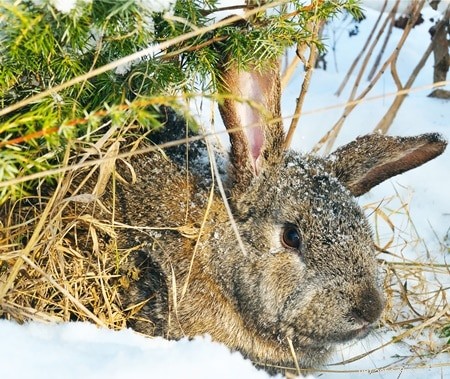 Vart går vilda kaniner på vintern?