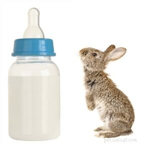 Os coelhos podem beber leite de vaca?