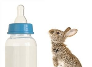Můžou králíci pít kravské mléko?