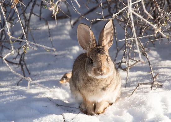 Waar gaan wilde konijnen in de winter naartoe?