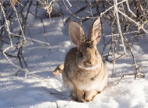 야생 토끼는 겨울에 어디로 가나요?