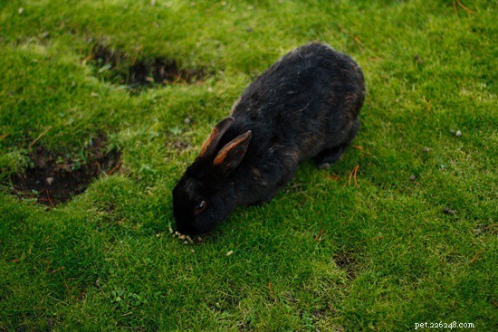 Может ли кролика рвать? Почему кроликов не тошнит!